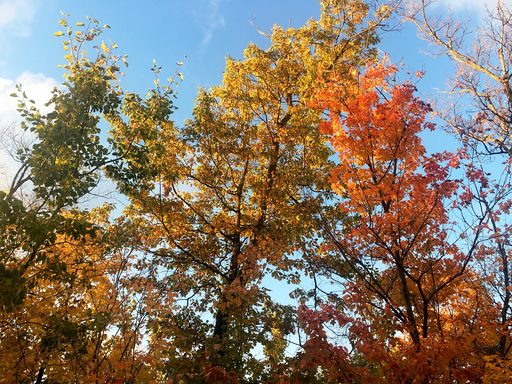 trees w/red, yellow and orange leaves