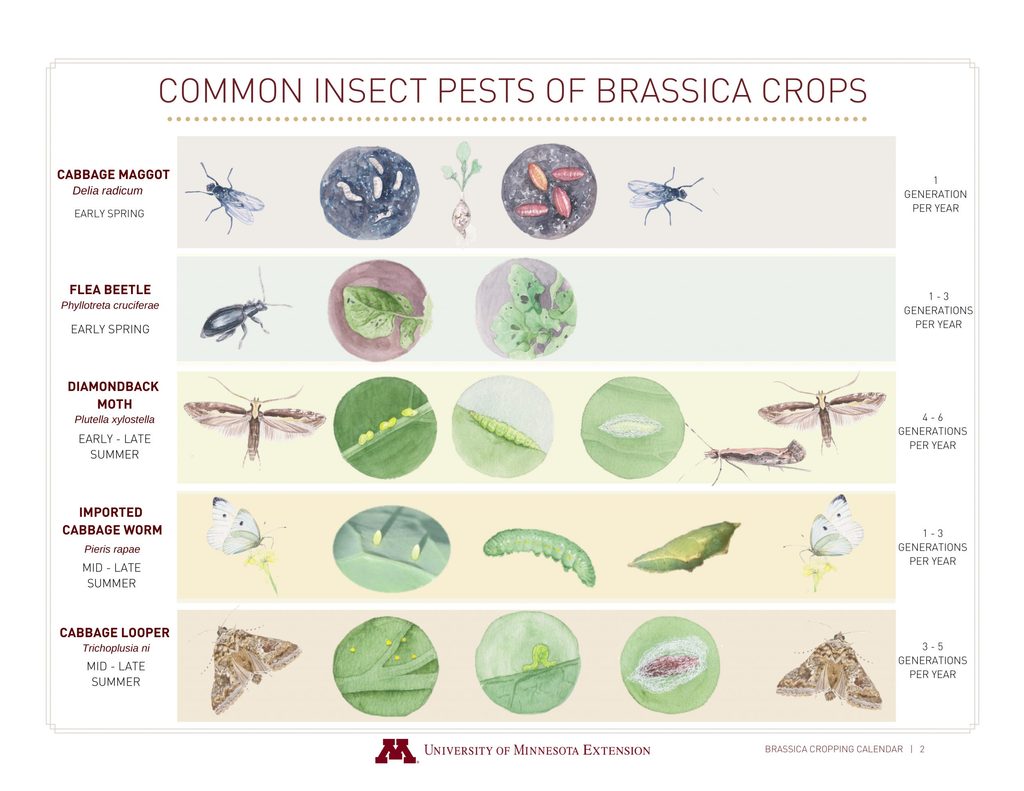 A page from the Brassica Cropping Calendar, illustrating the life cycles of common pests of brassica crops