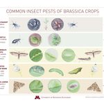 A page from the Brassica Cropping Calendar, illustrating the life cycles of common pests of brassica crops