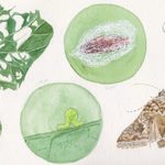 This image shows the lifecycle of a cabbage looper, including eggs, larva, pupa, and adulthood, as well as the damage to a plant it can cause.