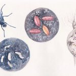 This image has four illustrations: an adult, two illustrations of larvae, and the damage to a crop.