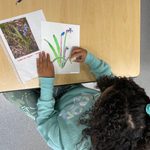 Elementary Children draw invasive species