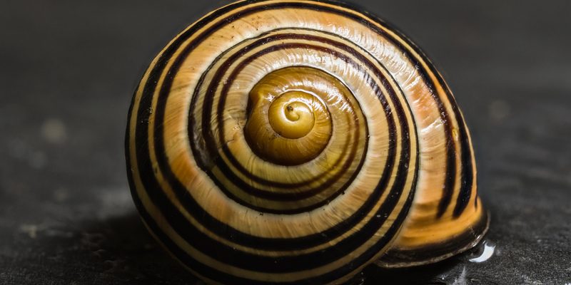 Snail fibonacci