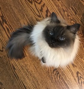 Mocha