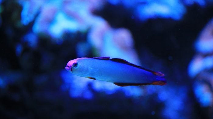 A blue fish swimming along