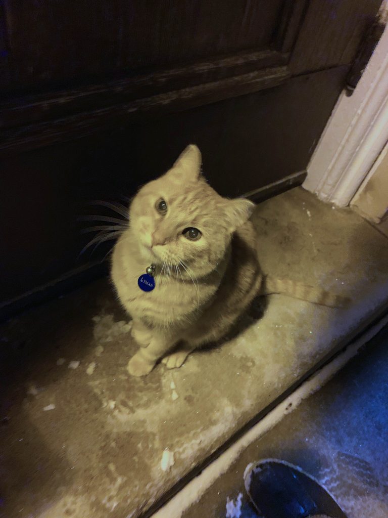 Lyman, the campus cat