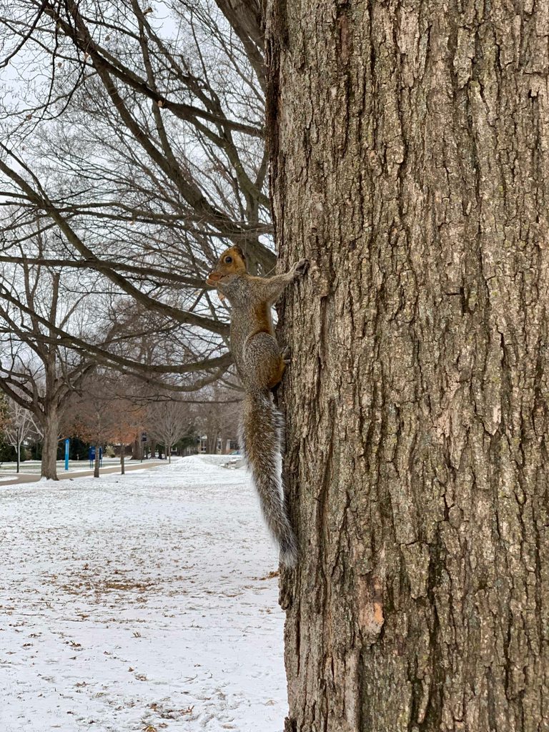 A squirrel climbing a tree