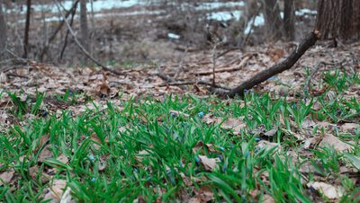 Grass in the Arb
