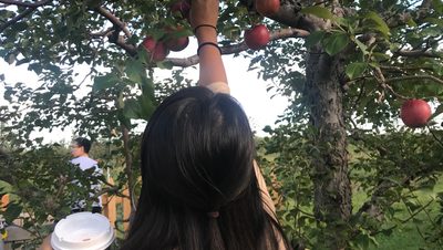 Girl picks apples.
