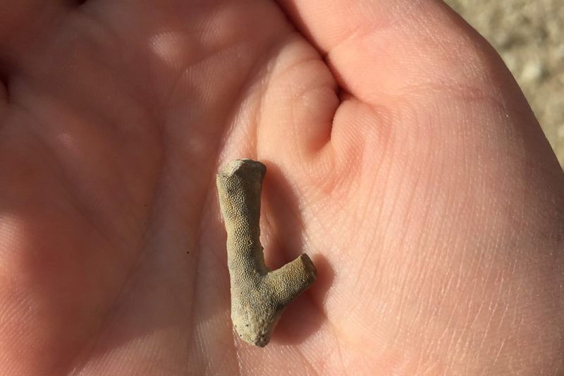 fossil in hand