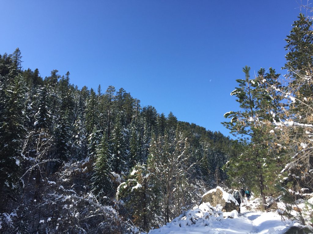 snowy pine forest with sky and moon