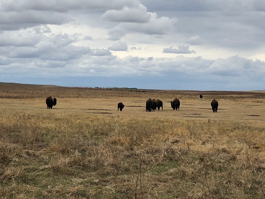 bison on a prairie