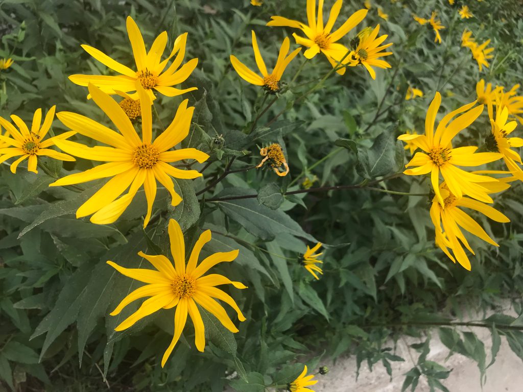 Flowers in the Arboretum