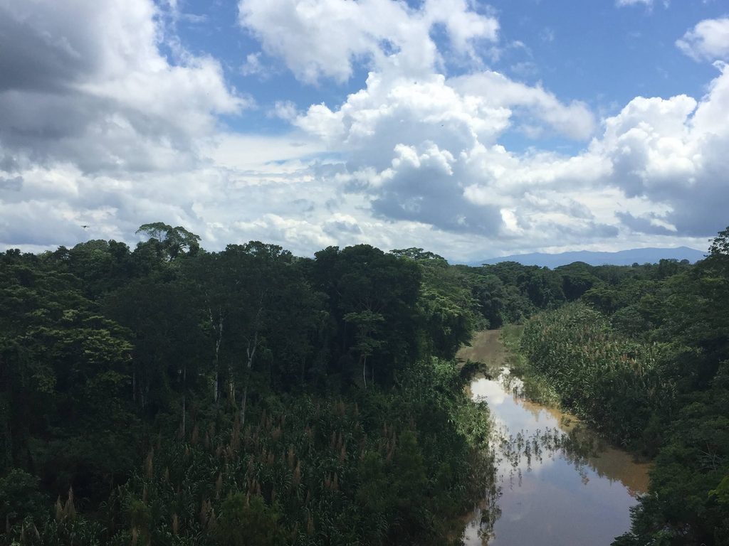 rainforest with river