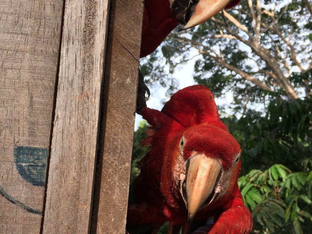 macaws in a nest box
