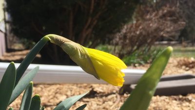 daffodil blooming