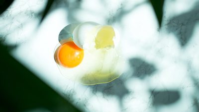egg yolk