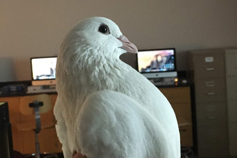 A white pigeon named Corny