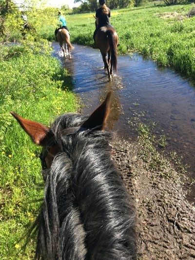 A horse walking through a stream