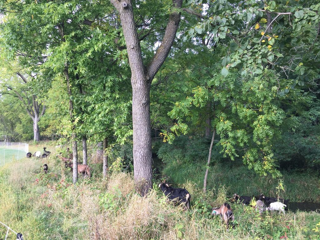 goats!