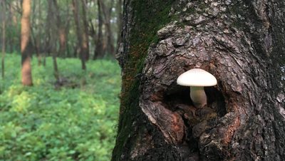 cute mushroom