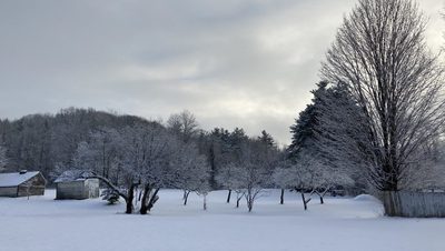 Greta's backyard