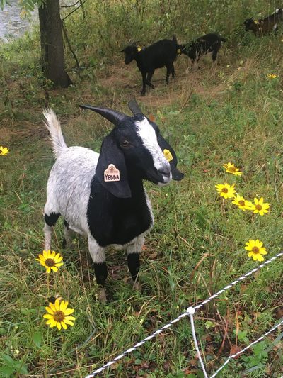 goats
