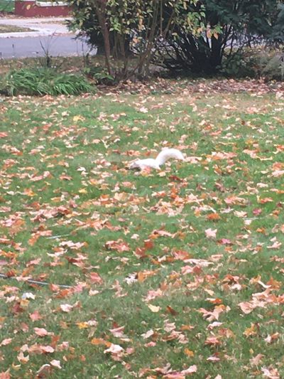 albino squirrel
