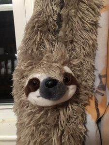 Sloth Pic