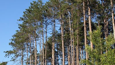trees
