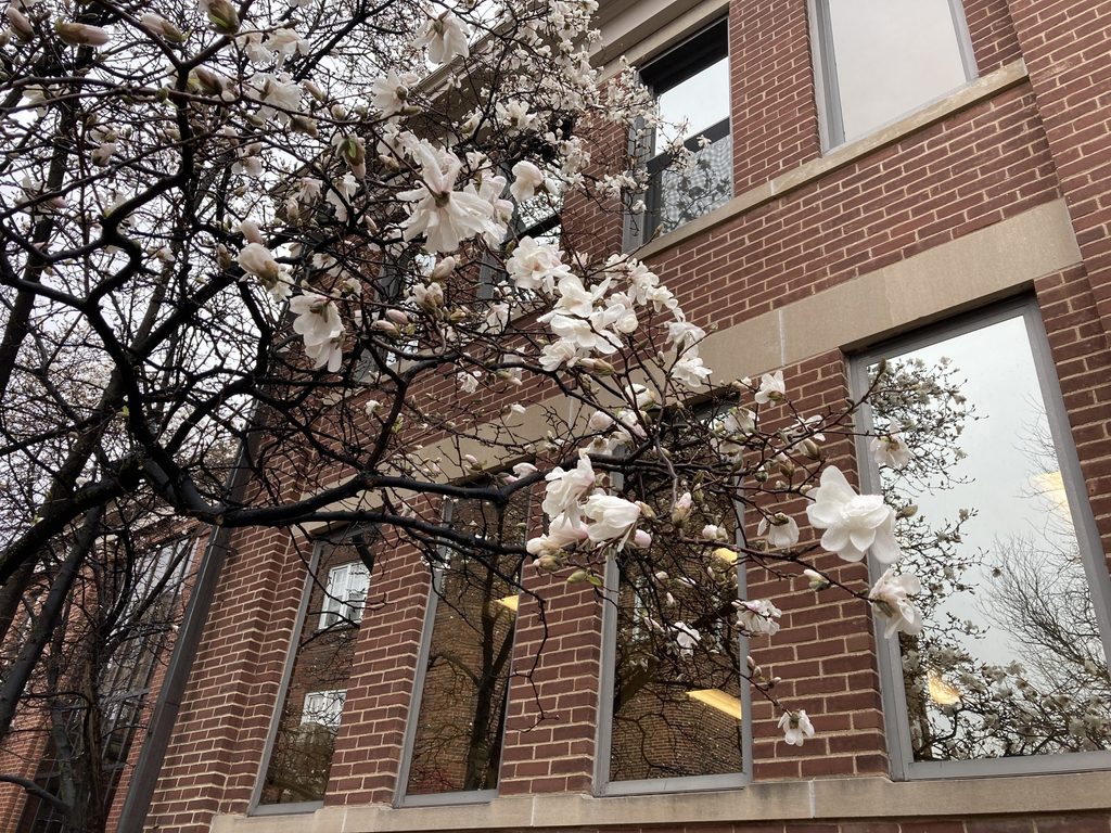 flowers outside complex