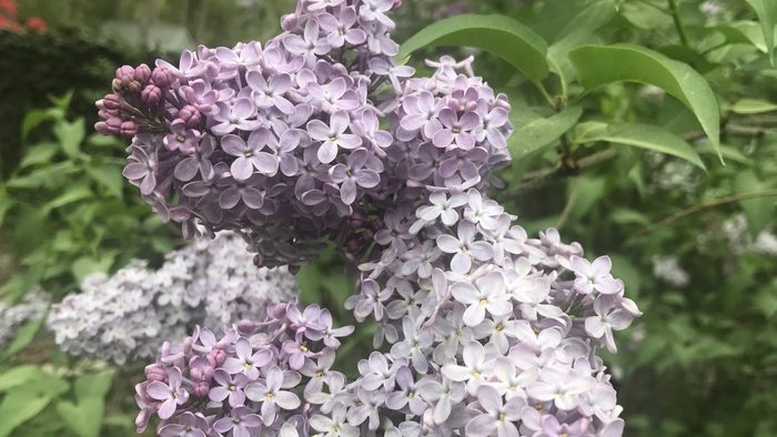 Richmond Flowers