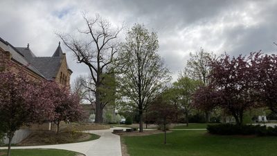 Carleton Trees Blooming