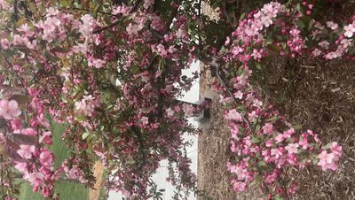Nourse tree