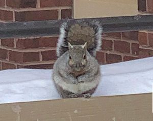 squirrel