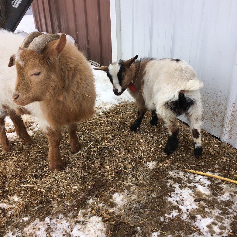 Two goats in snowy hay