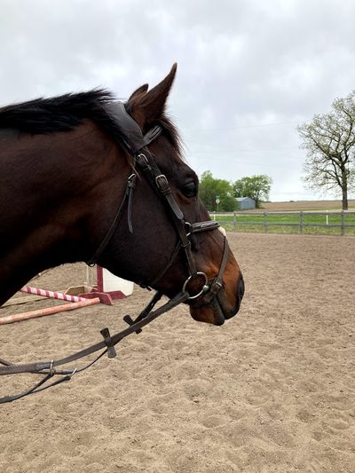 A horse with a bridle standing in an outdoor ring