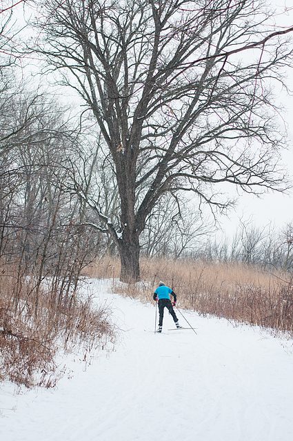 skiing in arb