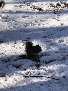 Leighton squirrels