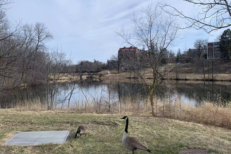 geese