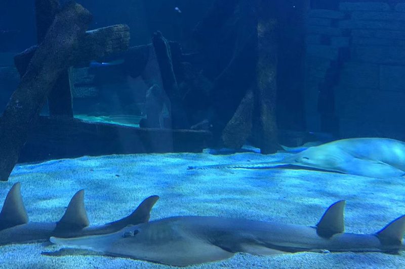 shark