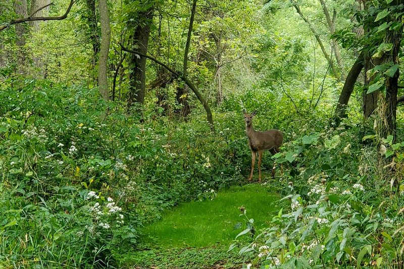 Deer