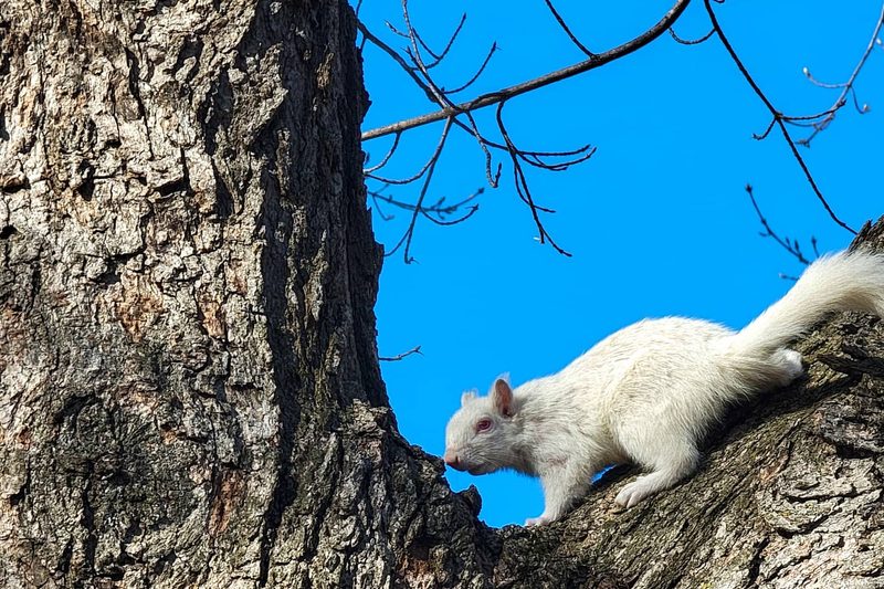 Albino Squirrel