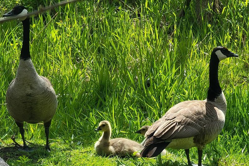 Geese