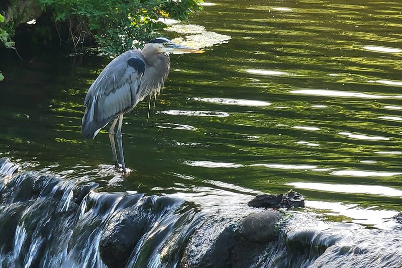 Heron