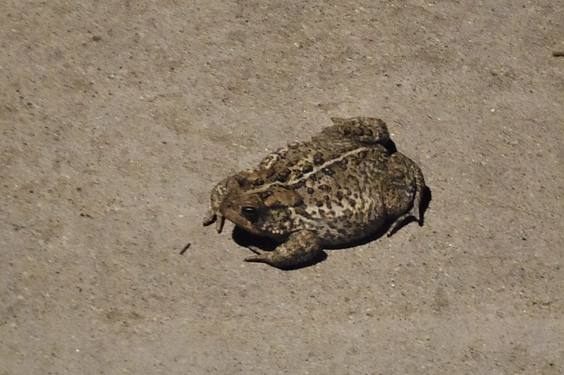 toad
