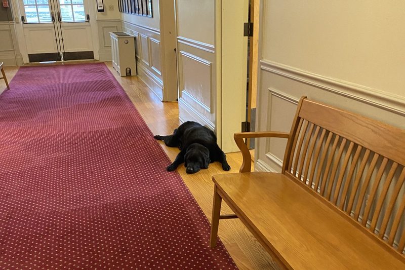 dog in hallway