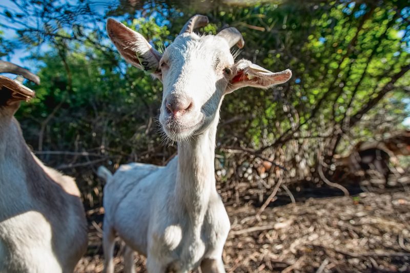 goats