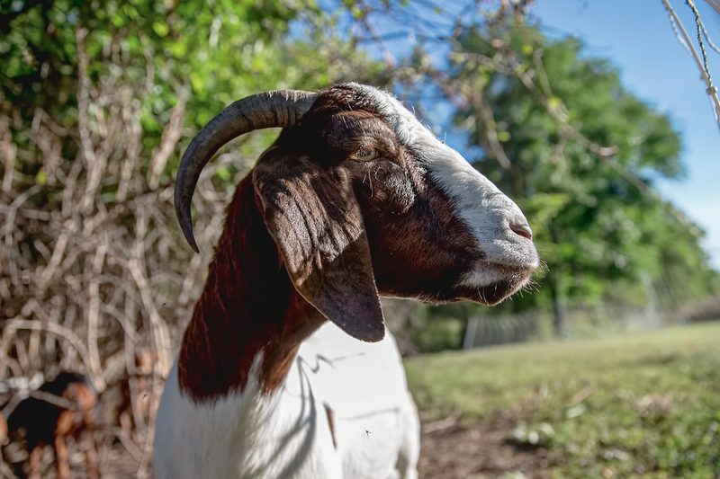goats