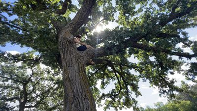 large oak tree with a student sitting in it